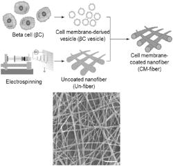 Cellular or Viral Membrane Coated Nanostructures and Uses Thereof