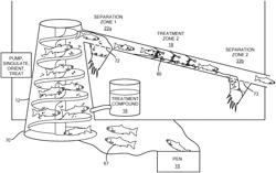 System and method for treating fish