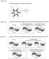 Antibody variants and uses thereof