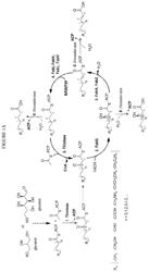 MODIFIED FATTY ACID BIOSYNTHESIS WITH ACP-DEPENDENT THIOLASES