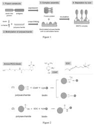 Multiple antigen presenting immunogenic composition, and methods and uses thereof