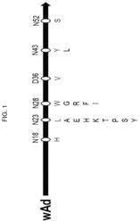 Mutated immunoglobulin-binding protein having increased alkaline tolerance