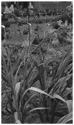 Crocosmia plant named ‘Hot Spot’