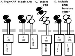 CHIMERIC ANITGEN RECEPTOR SPECIFIC FOR TUMOR CELLS