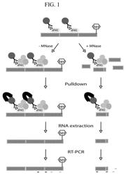 REDUCING NONSENSE-MEDIATED MRNA DECAY