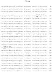 ADENO-ASSOCIATED VIRUS (AAV) SEROTYPE 8 SEQUENCES, VECTORS CONTAINING SAME, AND USES THEREFOR