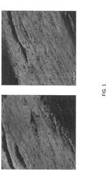 Heat Stable Extruded Protein Composition and Related Food Products