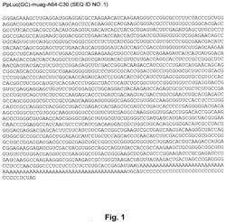 Lyophilization of RNA