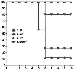 CYSTATIN C AND CYSTATIN 9 TO TREAT INFLAMMATION CAUSED BY BACTERIA