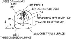 IMAGE PROCESSING APPARATUS, IMAGE PROCESSING METHOD, AND COMPUTER READABLE MEDIUM