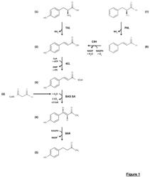 Production of frambinone by a recombinant fungal microorganism