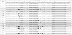 Humanized Antibodies Against Enterovirus 71