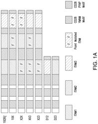 ENHANCED CHIMERIC ANTIGEN RECEPTORS AND USES THEREOF