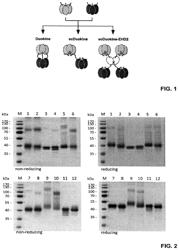 Nucleic acid molecules encoding cytokine fusion proteins comprising tumor necrosis factor (TNF) superfamily ligands