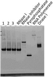 Methods for purification of messenger RNA