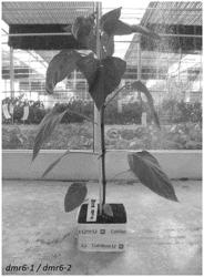 DISEASE RESISTANT PEPPER PLANTS