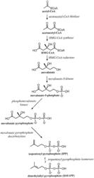 Fermentation methods for producing steviol glycosides using high pH and compositions obtained therefrom