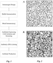 Anti-indoleamine 2,3-dioxygenase 1 antibodies and diagnostic uses thereof