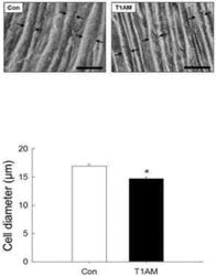 MUSCULAR ATROPHY-INDUCING AGENT USING HYPOMETABOLISM-INDUCING SUBSTANCE T1AM, AND USE THEREOF IN TREATING MUSCULAR HYPERTROPHY