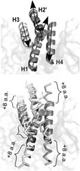 De Novo Design of Potent and Selective Interleukin Mimetics