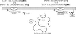 COMPOSITIONS OF ENGINEERED EXOSOMES AND METHODS OF LOADING LUMINAL EXOSOMES PAY-LOADS