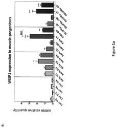 Methods for treating sarcopenia and muscle injury