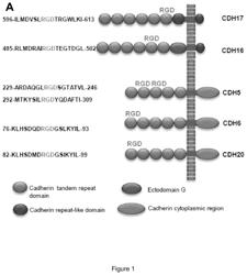Agents binding specifically to human cadherin-17, human cadherin-5, human cadherin-6 and human cadherin-20 RGD motif