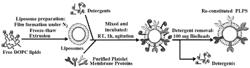 Platelet-like proteo-microparticles and method of using such in drug delivery