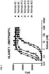 Anti-WT1/HLA-specific antibodies