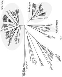 Compositions and methods for modifying genomes