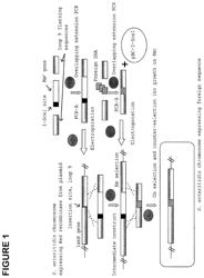 Compositions and methods of enhancing immune responses to