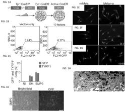 Compositions and methods for the generation of melanocytes through direct reprogramming