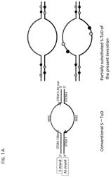 Structurally-enhanced miRNA inhibitor S-TuD