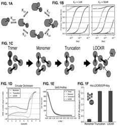 De novo design of protein switches