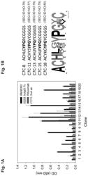 Peptide mimotopes of claudin 18.2 and uses thereof