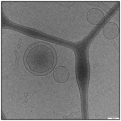 Vesicles formed from block copolymers, and novel block copolymers