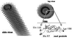 Plant virus particles for delivery of antimitotic agents