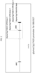 Use of the soybean sucrose synthase promoter to increase plant seed lipid content