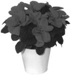Poinsettia plant named ‘NPCW19280’