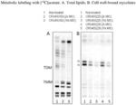 Novel Antimycobacterial Heterocyclic Amides