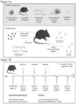 Methods of treating cancer cells expressing tumor-associated integrins