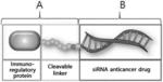 IMMUNOREGULATORY PROTEIN-siRNA COMPLEX HAVING ANTICANCER ACTIVITY