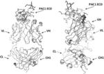 PAC1 ANTIBODIES AND USES THEREOF