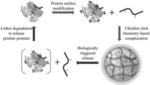 PROTEIN-POLYMER NANOASSEMBLIES AND INTRACELLULAR PROTEIN DELIVERY