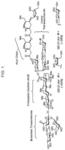 Triterpene saponin analogues