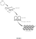 HiC: Method Of Identifying Regulatory Interactions Between Genomic Loci