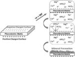 BIOMIMETIC SELF-ADAPTABLE SYSTEMS