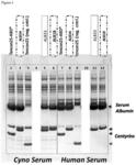 Serum albumin-binding fibronectin type III domains