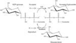 ENGINEERED GLYCOSYLTRANSFERASES AND STEVIOL GLYCOSIDE GLUCOSYLATION METHODS