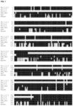 Albumin variants